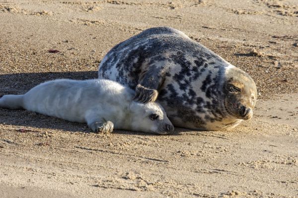 Grey seal and pup